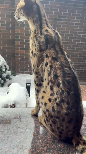 Serval Cat Jumping: Stunning Outdoor Footage