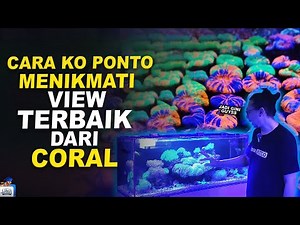 UPDATE GALERI JAVA REEF - TIPS PELIHARA REEF TANK BIAR AWET
