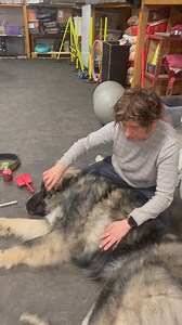 Dziś na patronite będzie odcinek o tym jak u młodych gniewnych psów można wykorzystać zwykłe czesanie do nauki uległości i posłuszeństwa. | Legendary StarDust Farm