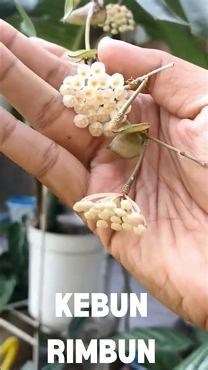 Tanaman Hias Tanaman Viral 16 Oktober 2025