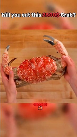 Nick DiGiovanni Tries The $2,500 Tasmanian Crab!