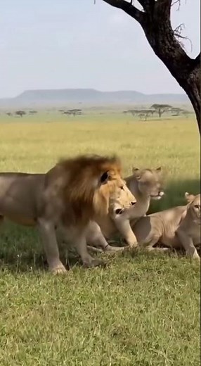 WARTHOG VS LION 🦁 FUNNY MOMENTS 😂