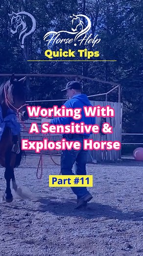 2.6K views · 47 reactions | Quick Tips On Working With A Sensitive & Explosive Horse! Part 11 Want To Learn More? Visit The Link In My Bio! #horsetraining #horse #trainer #horsetrainer #trainingvideos #traininghorses #horses #horsehelp | Horse Help With Michael Gascon | Facebook