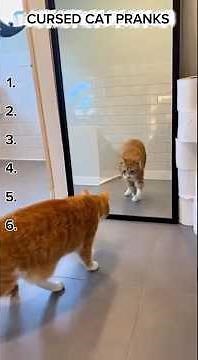 TOP 7 CURSED CAT PRANKS That Traumatized Them Forever 😿😂