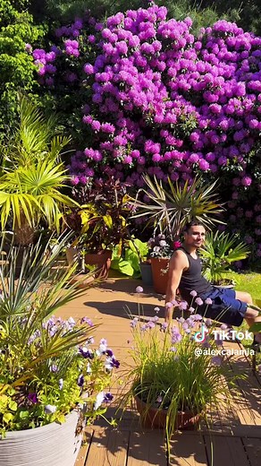 Welcome to my little paradise on Long Island, NY #rhododendron #plants #planty #plantdad #plantslover #healthyliving #plantsmakepeoplehappy #plantsoftiktok #fyp #spring #blooms #tropicalplants #containergarden #flowers #nature #meteorologist
