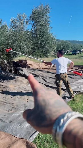 Οι μονοι 5 σωστοι τροποι να χρησιμοποιησεις τους αχινους για μαζεμα ελιας. Ακολουθα τον Υπερμπρονξκι για τιτανιομεγιστη γνωση. | George Vordos