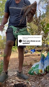 907 reactions · 30 comments | Update on the Javan blue banana #javabluebanana #banana #bananatree #gardeningtips #permaculturelife #andrethefarmer #gardening #growyourownfood | Andre The Farmer | Facebook