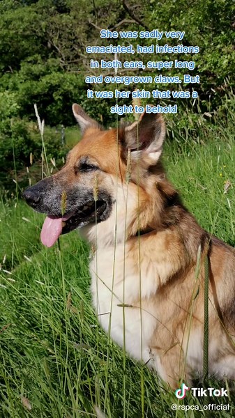 Meet Saskia: The Resilient German Shepherd | RSPCA Animal Rescue