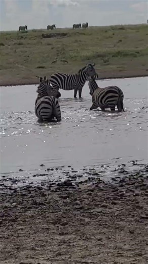 Zebras love water! #zebra,#wildlife,#africa,#tanzania,#2023