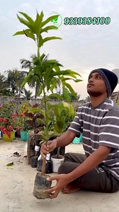 Some Exotic Fruit Plants That You Can Buy For Your Garden | Online nursery Exotic Fruits Plants #exoticfruitplants #fruitplants #onlineexoticfruitplants #onlinefruitplants #exoticfruitplants | Satwik Ghosh