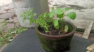 Acalypha indica in pots is a wild plant that cats love very much, especially its roots, and contains essential oils.Catmint.Catnip.Herbal medicine for diarrhea.Greenery.Pheromones in the lusty cat.