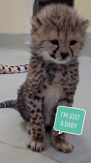 I just a baby 🐾 #MomsOfTikTok #animals #flaminghotcheetahs #cheetahcubs #babycheetah #cheetah #babyanimals #tiktokanimals #fyp #torontozoo #wildlife #animallover