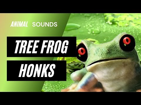 The Animal Sounds: Tree Frog Honks / Sound Effect / Animation