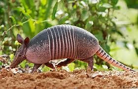 Nine Banded Armadillo Facts | Anatomy, Diet, Habitat, Behavior - Animals Time