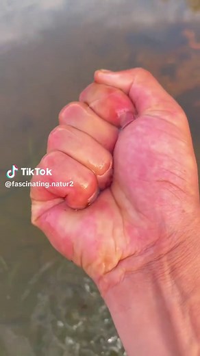 Fascinating Nature (@fascinating.natur2)’s video of mosquito