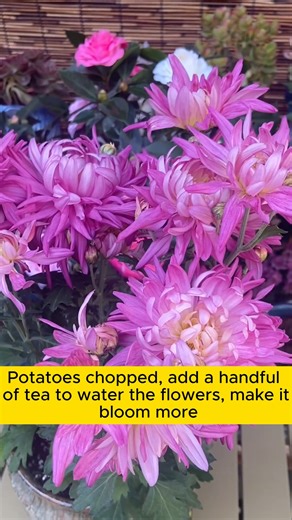 3.2K views · 38 reactions | Tree care tips that only experts know #gardening #garden #gardeningtips #gardenlife #gardeninspiration #gardenideas #gardenlove #gardendesign #gardenersofinstagram #gardenersworld #garden_styles #gardenphotography #gardenlovers #gardenerslife #gardenart #gardenbeauty #gardensofinstagram #gardenplants #gardenviews #gardenersparadise #gardenista #gardeningcommunity #gardenloversclub #gardenaddict #gardeners #gardenerslife | Garden For Life | Facebook