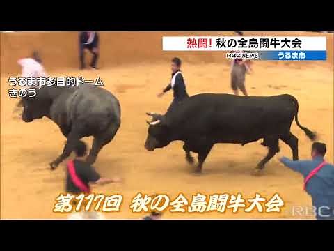 The big title in the bullfighting world: "Autumn All-Island Bullfighting Tournament" - A 20-minut...