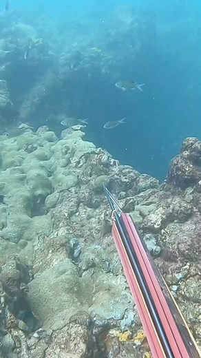 5.2K views · 4.5K reactions | Fish are curious it’s how they find food and they are way better at sneaking up on you then you are on them! Cool video showing that curious behavior and if @jkatakis hadnt looked behind him he would have never known! . Neptonics #Oceanborn . . #spearo #spearfishing #apnea #freedive #deep #ocean #reef #snapper #stalk #curious #deep #fish #seafood #fresh # | Neptonics Spearfishing | Facebook