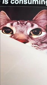 Cat Meme T-Shirt That Will Make Everyone Laugh 😹 | Funny Cat Tee #memeshirt #graphictee