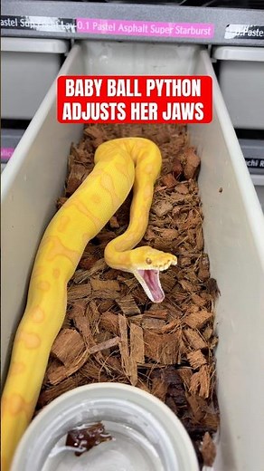 Baby Ball Python Adjusts Her JAWS😍
