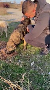 Donations desperately needed for food 😢😢😢😢 The life of the poor stray dogs : they have no sources of food, they starve when we don’t manage to feed them, they have nothing. They live in the middle of nowhere, food is a luxury for them and during winter their life is even harder, they desperately need food in order to get trough winter 😣😣😣😣 Please consider donating any small amount for these poor hungry dogs, they desperately need our help 😓😓😓 Please help us keep them alive, they need 