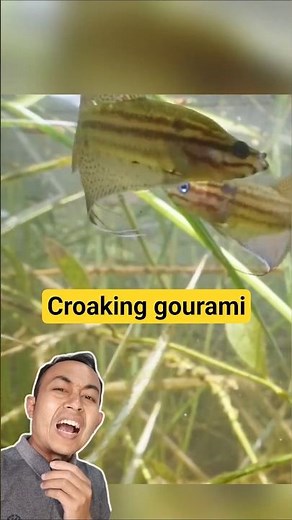 Croaking gourami, a small fish that kills hydra and planaria #aquarium #aquascape #ornamentalfish