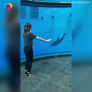 8.5M views · 1.2K reactions | Have you ever seen a dolphin do a cartwheel before  | The Uplift | Facebook