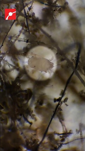 See Microscopic Creatures in Household Dust