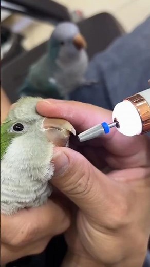 parrot beak trimming #parrot