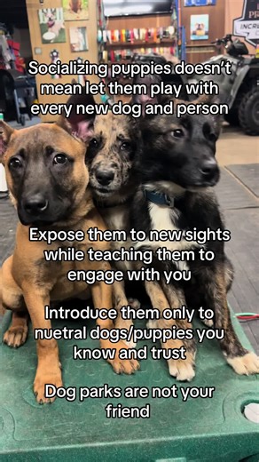 diamondsportdogs on TikTok