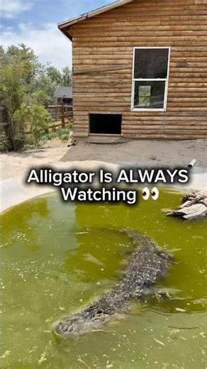 Alligator Is ALWAYS Watching 👀 #shorts #alligator