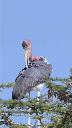 Marabou Stork 🕊️ | Africa’s Giant Scavenger Bird in the Wild | Incredible Wildlife #Shorts #reels