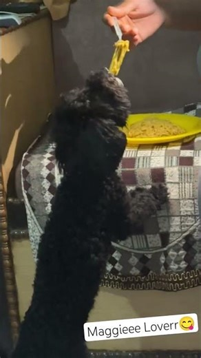 #cute #cockapoo #viral #puppy #doggielife #pets #petshub #petsunited #funny #petsrule#shortsyoutube