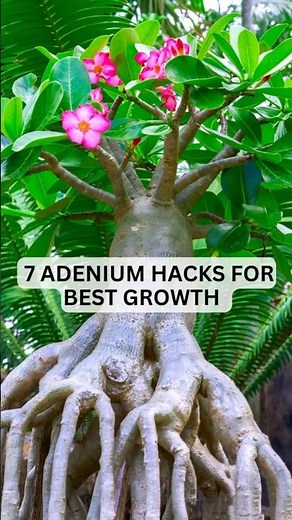 Adenium Care Tips: The Secrets to Growing Fat, Happy & Healthy Desert Roses #adenium