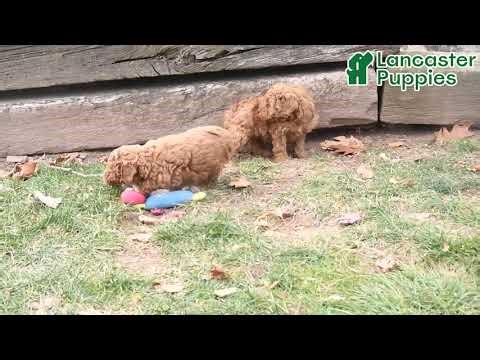 Precious Mini Labradoodle Puppies