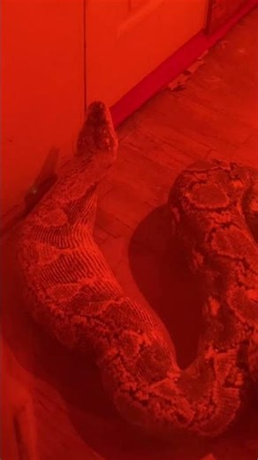 Reticulated python #reptiles #alareptiles