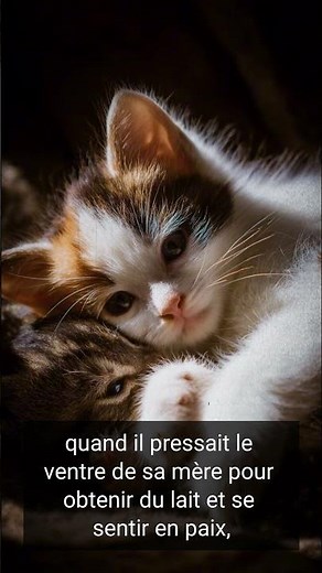 Why is your cat kneading you? 😺 What it REALLY means will surprise you!