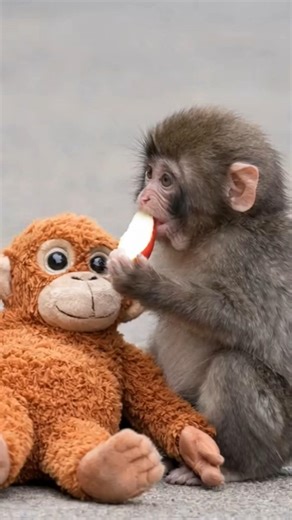 Baby Monkey Shares His Apple With His Stuffed Friend — He Has No Idea It's Not Real 🥺🍎#punch monkey