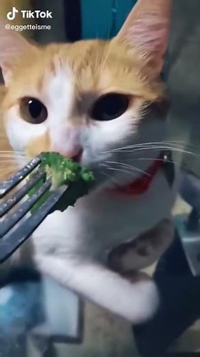 Cat trying to eat broccoli