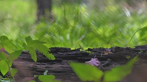 Wooden log at a forest with green nature - Free Stock Video