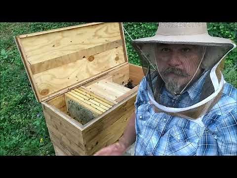 Conversion Hive - Moving bees from Langstroth to Layens frames.
