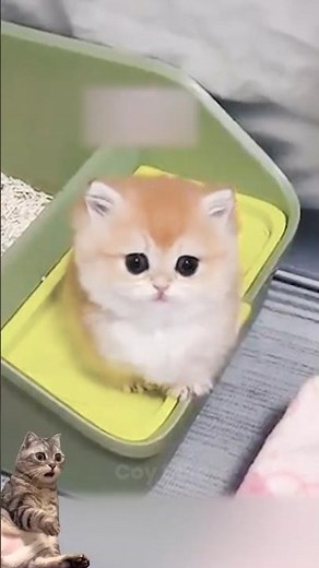 Kitten Burps Are HILARIOUS! 😹 Cute Babies Make Funny Sounds #KittenBurp #PetSounds