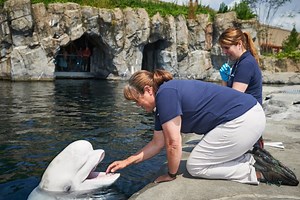 Pre-Vet: Marine Animal Health and Veterinary Science | UConn Pre-College Summer