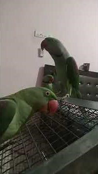 DANCING PARROT💃💃| Talking parrots