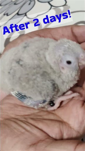 Turquoise Conure Baby!!🐣💖🐣 #conure #babybirds #turquoise