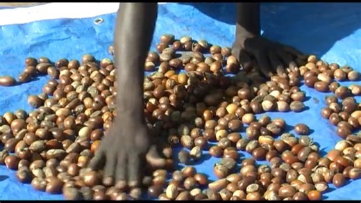Harvesting and Storing Shea nuts | Farmvilla Resource Centre | Facebook