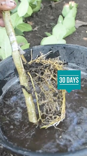 22K views · 484 reactions | Ideas to rooting your plants | Grafting Examples | Facebook