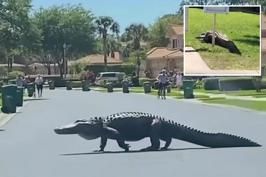 Massive alligator spotted crossing Florida street