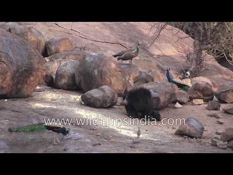 Sloth Bear in rocky landscape habitat