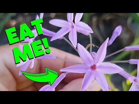 How to grow SOCIETY GARLIC | Edible flowers